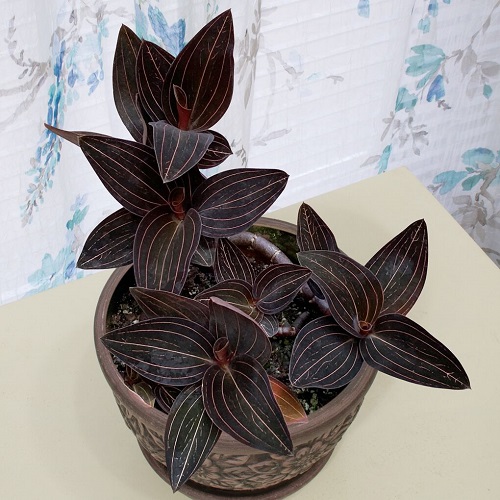 Stunning Black Vines and Trailing Plants to Grow Indoors