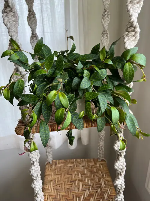 Gorgeous Indoor Black Vines and Trailing Plants