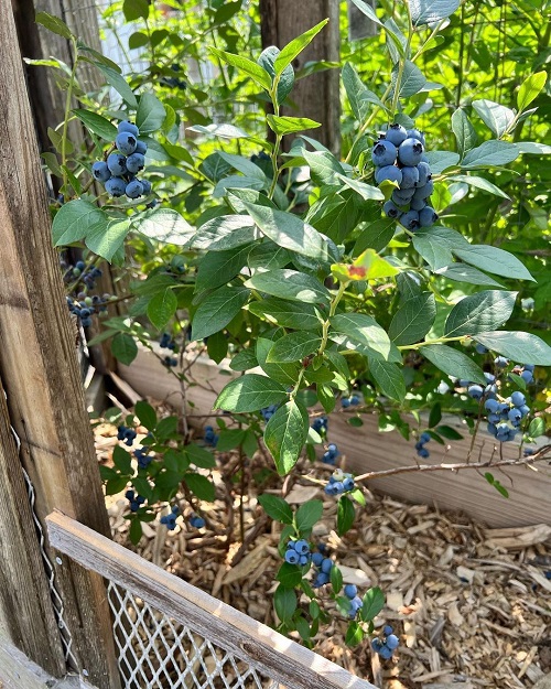 best Fruits that Don't Grow on Trees
