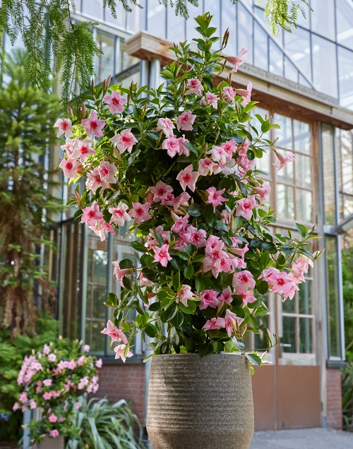beautiful Vines with Pink Trumpet Flowers