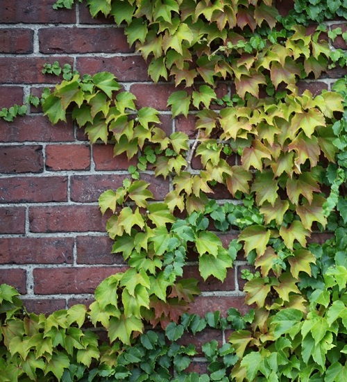 Boston Ivy Poison Ivy Look Alike Plants with Three Leaves 6