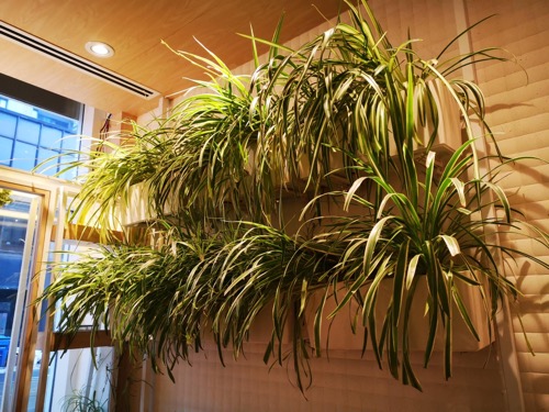 Spider Plant Wall Decor Ideas Box Planters on the Wall