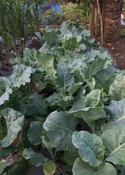 best Vegetables Starting with "B"