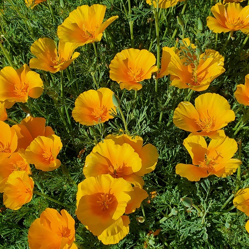 Top best Blossoms that Emerge from Petals