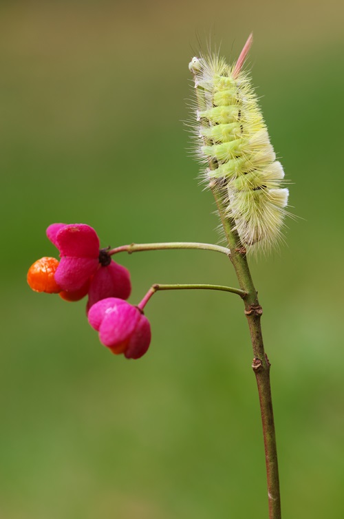 Big Green Poisonous Caterpillars