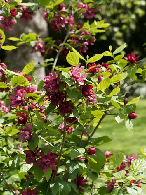 Plants that Smell Like Cinnamon 1