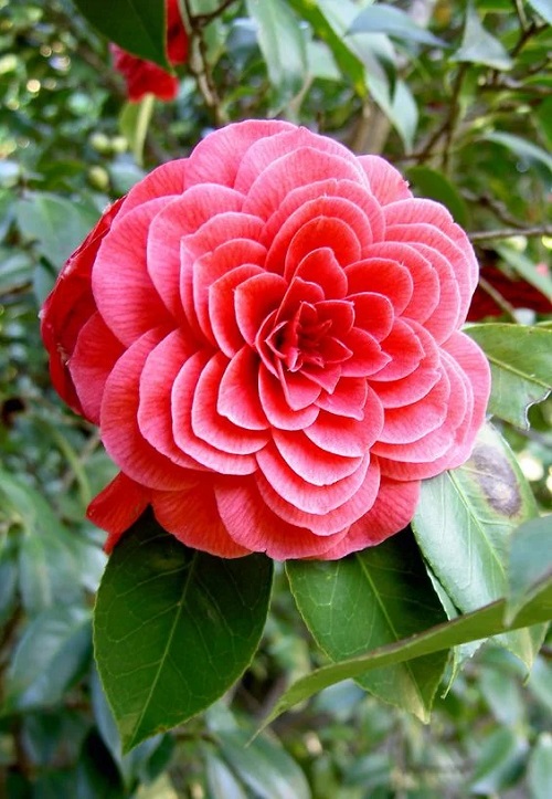 best Flowers That Means Forever