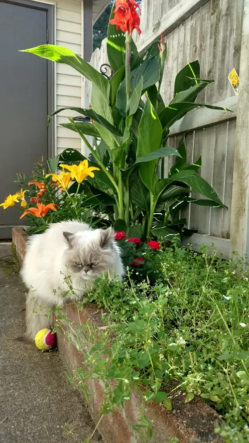Flowers that Are Safe for Cats in garden