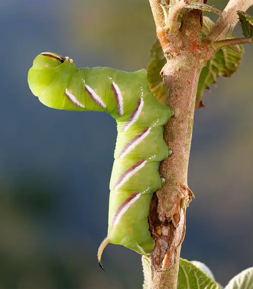 Are Big Green Caterpillars Poisonous
