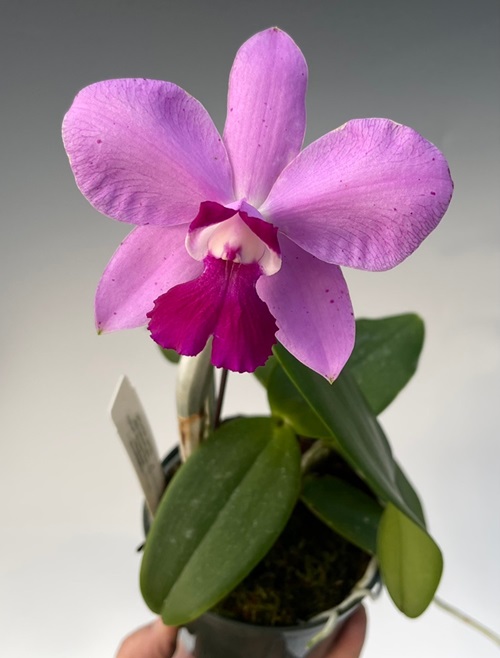 beautiful Purple Orchid Varieties 