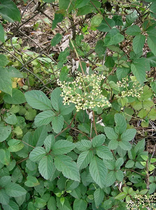 Bushkiller Vine Poison Ivy Look Alike Plants with Three Leaves 2
