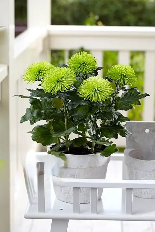 Green Chrysanthemum Varieties in pot