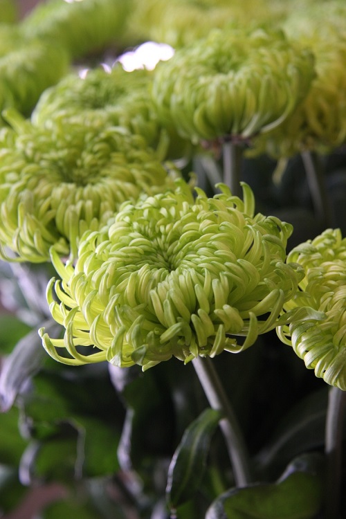 top Green Chrysanthemum Varieties 7