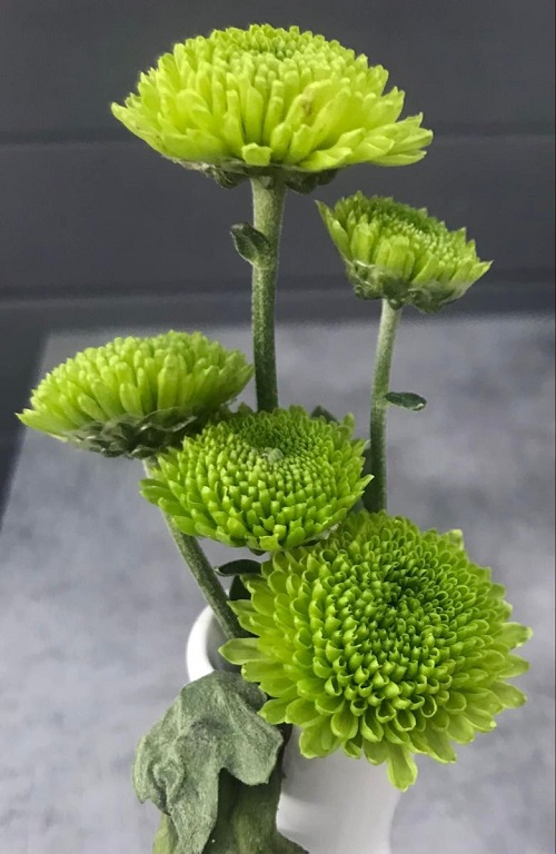 Best Green Chrysanthemum Varieties and Meaning