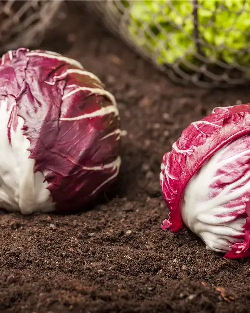 Vegetables start with "B"