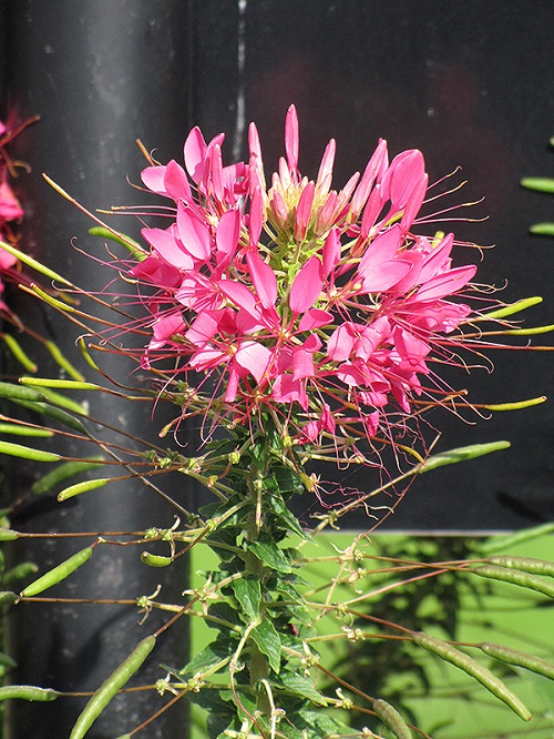 Lovely Blossoms that Emerge from Petals