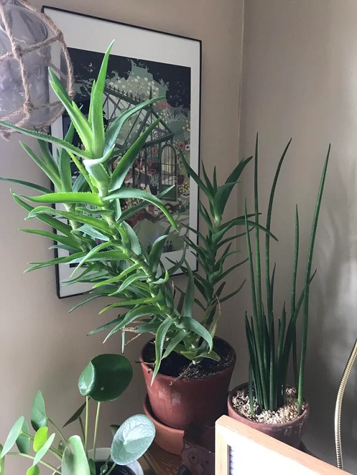 Climbing Aloe How to Grow Climbing Aloe Indoors as a Vine