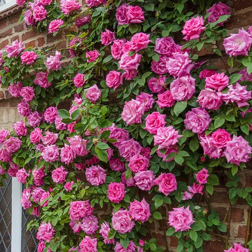 best Gorgeous Vines with Pink Blossoms 