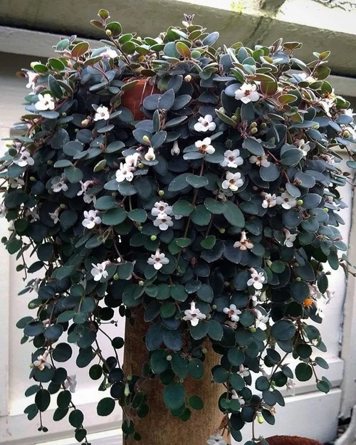 Best Indoor Flowering Vines