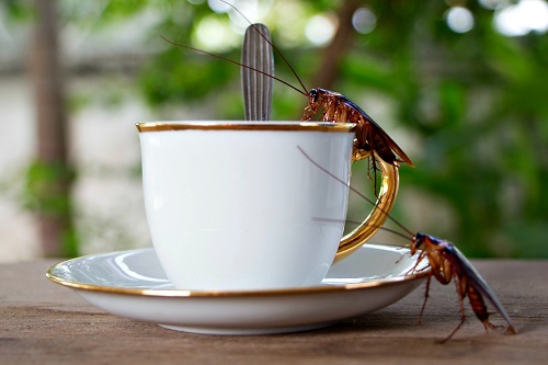 coffee tarp Tricks to Get Rid of Cockroaches Overnight 11