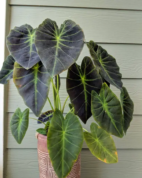 Top Varieties of Colocasia to Grow Indoors