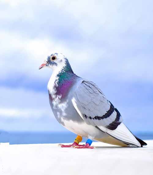 beautiful Blue Birds in Michigan