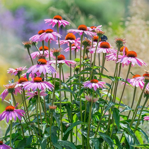 beautiful Flowers that Grow from Petals