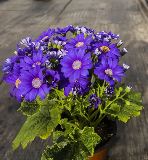 blue Flowers that Are Safe for Cats