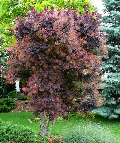 Best Trees With Red Leaves All Year