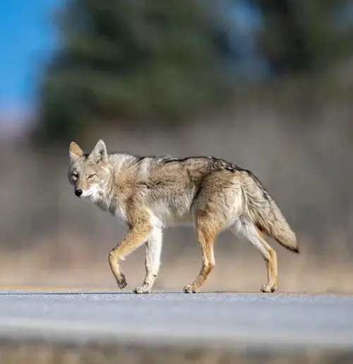 When a Coyote Crosses Your Path in Dreams