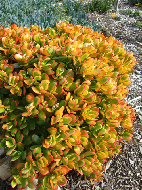 Orange's Most Beautiful Succulents in garden