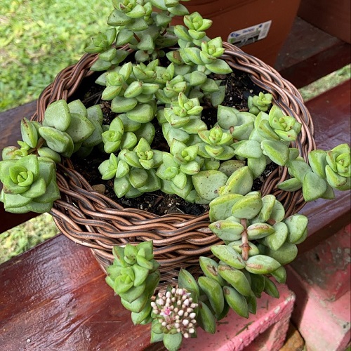 beautiful Succulents That resemble Peas