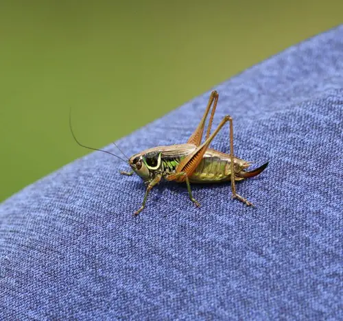 Cricket Landings on Different Body Parts - What They Mean