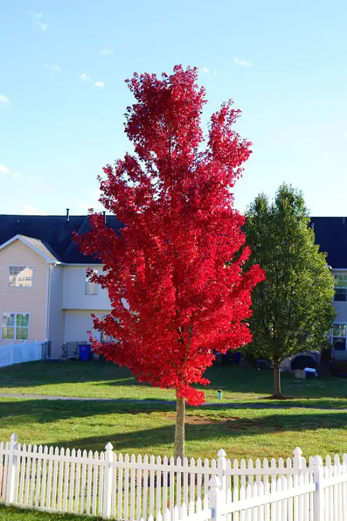 amazing Trees With Red Leaves 3