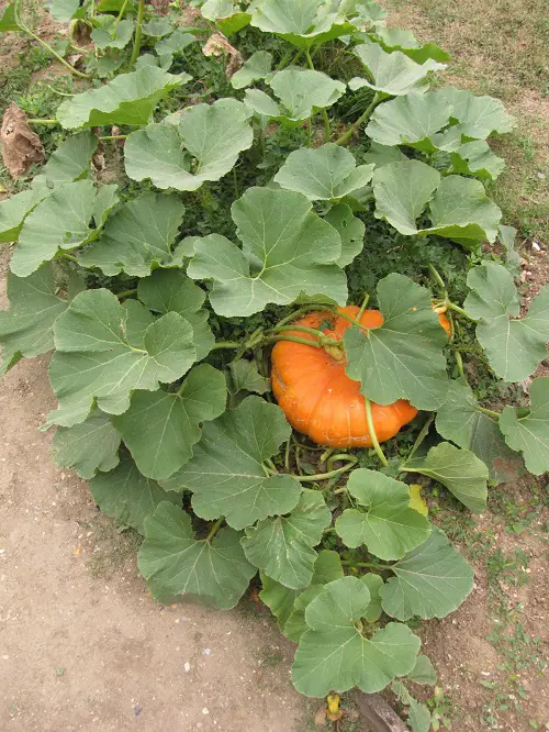 Vegetables Starting with "B"