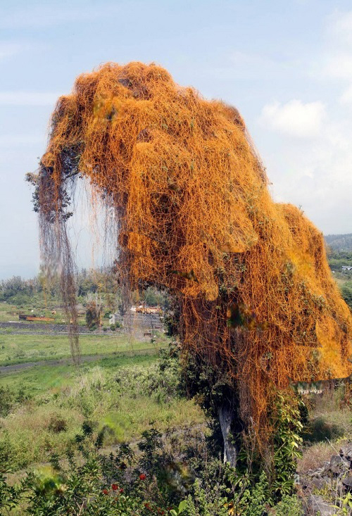 best Vines that Kill Trees