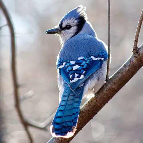 Blue Birds in Michigan