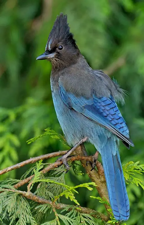 top Blue Birds in Michigan