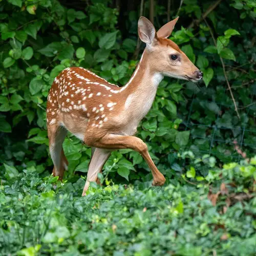 Cultural Beliefs About Deer Crossings