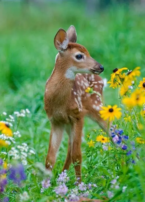Deer Crossing in Dreams: Symbolism