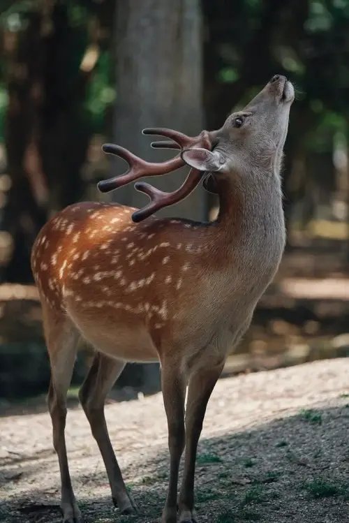 Deer Crossing in Art: Symbolism