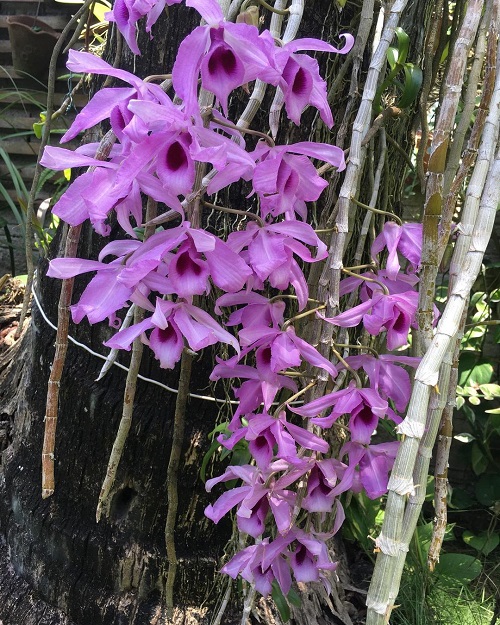 Purple Orchid Varieties