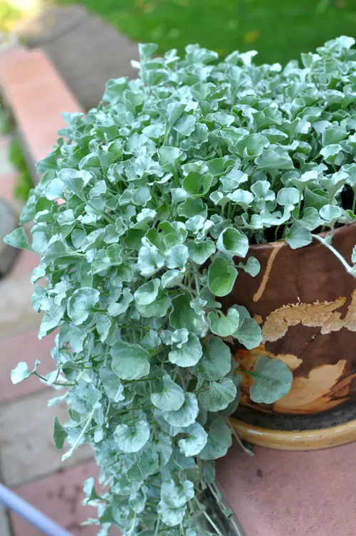 Plants That Look Like Creeping Charlie