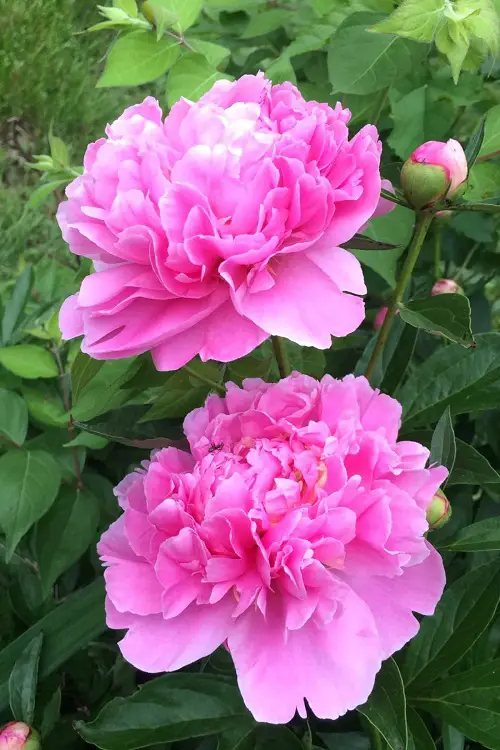 Different Shades of Pink Carnations and Their Meanings