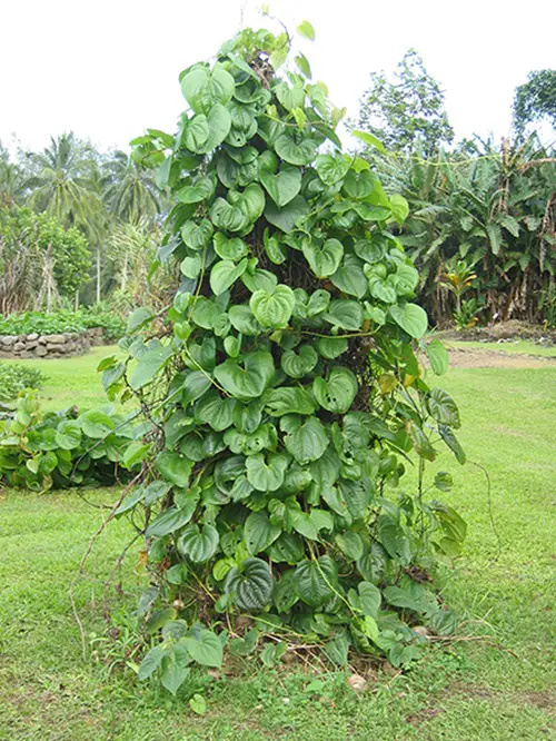 Plants that Smell Like Cinnamon 5