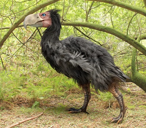  Dumbest Birds in the World