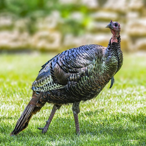 Most Irrational Birds on Earth