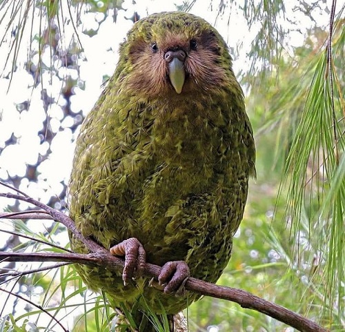 The World's Most Stupid Birds