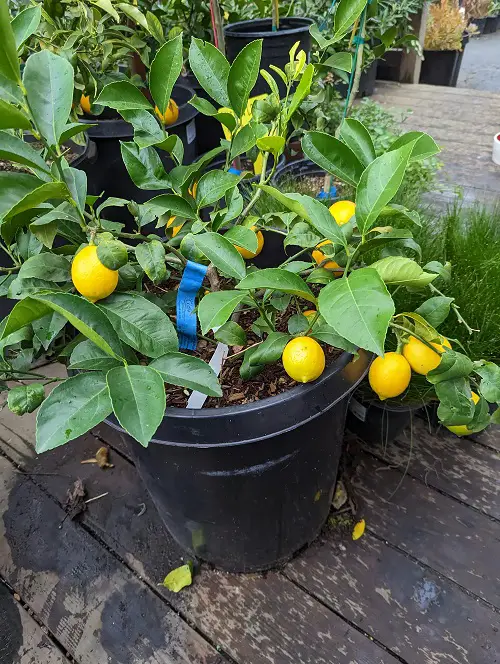 The Best Types of Lemon Trees for Containers 
