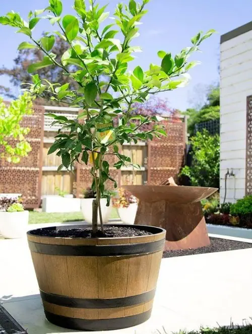  Lemon Tree Varieties for Containers